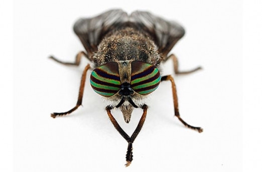 The First Folding Wing Monoplane (Popular Mechanics, 1912)